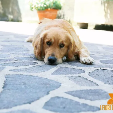 Alojamento de Acomodação e Pequeno-almoço I Fiori Di Margherita Luxury